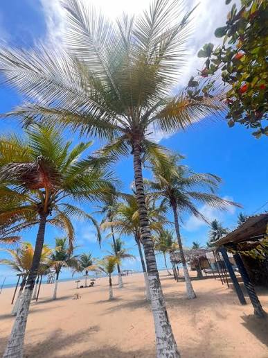 Palmeras en Playa Majagua